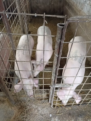 Vând Purcele  - imagine 5