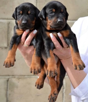 catelusi Doberman - imagine 2