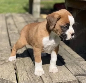 catelusi boxer - imagine 3