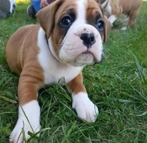 catelusi boxer - imagine 4