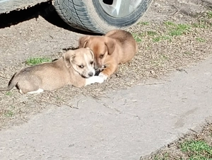 2 cățeluși drăguți, rasa teckel își caută gazdă. Sunt fetițe amândouă.  - imagine 2