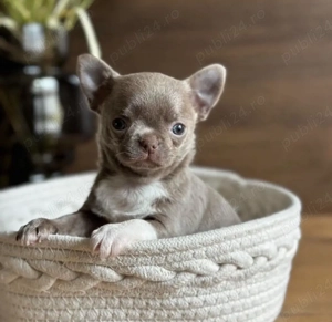 Mini catelusi Chihuahua - imagine 2