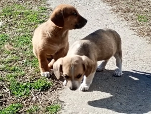 2 cățeluși drăguți, rasa teckel își caută gazdă. Sunt fetițe amândouă. 