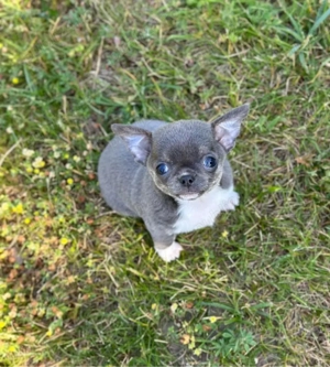 Mini catelusi Chihuahua - imagine 5