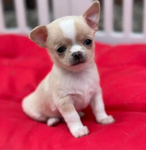 Mini catelusi Chihuahua - imagine 3