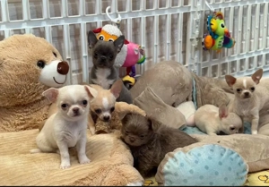 Mini catelusi Chihuahua - imagine 4