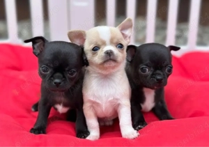 Mini catelusi Chihuahua