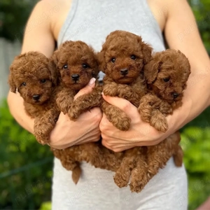 Pudeli jucării Toy mini - imagine 3