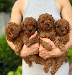 Pudeli jucării Toy mini