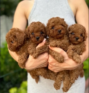 Pudeli jucării Toy mini - imagine 4