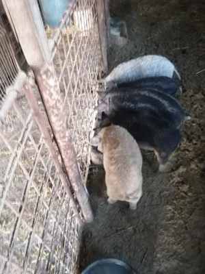 Purcei mangalița  - imagine 2