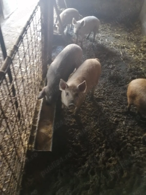 Purcei mangalița  - imagine 5