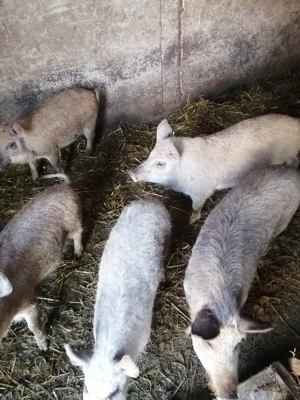 Purcei mangalița  - imagine 4