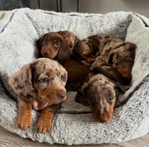 Super Căței de teckel - imagine 4