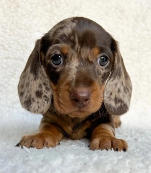 Super Căței de teckel - imagine 2