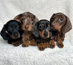 Super Căței de teckel - imagine 3