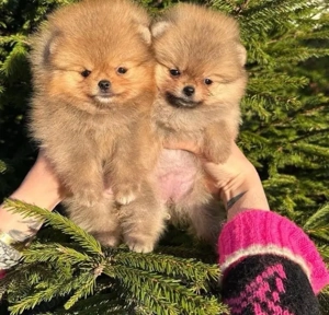 pui de pomeranian Catelusi Zwergspitz  - imagine 3