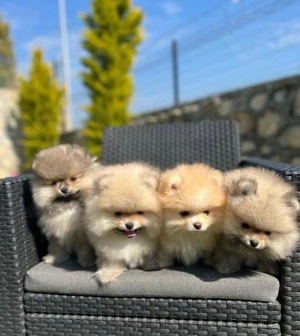 pui de pomeranian Catelusi Zwergspitz  - imagine 2