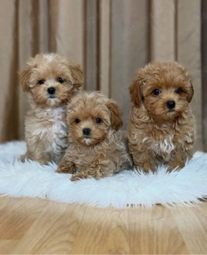 Mini catelusi Cavapoo