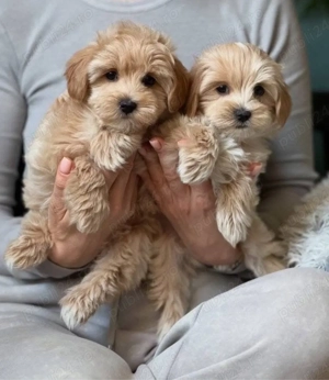 Mini catelusi Cavapoo - imagine 4