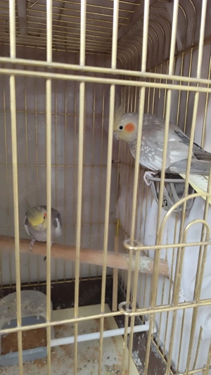 Pereche de papagali  - imagine 2