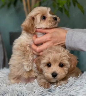 Mini catelusi Cavapoo - imagine 3
