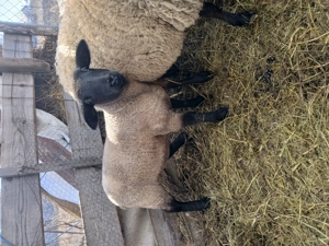 Sufolk berbecuti - imagine 2