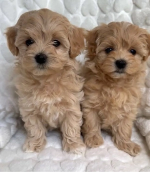 Mini catelusi Cavapoo - imagine 2