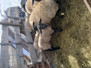 Sufolk berbecuti - imagine 3