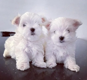 Mini catelusi maltezi - imagine 3