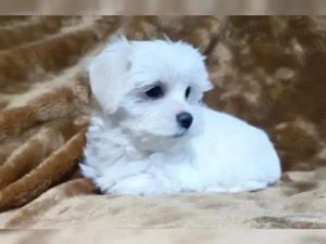 Mini catelusi maltezi - imagine 2