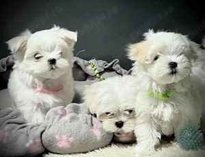 Mini catelusi maltezi - imagine 4