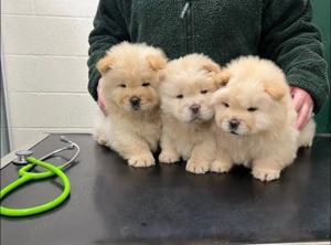 catelusi Chow Chow - imagine 3