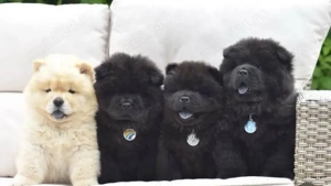 catelusi Chow Chow - imagine 2