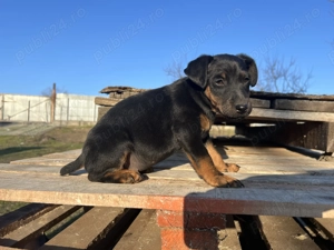 Mascul și femela Jagdterrier jagd terrier  - imagine 5