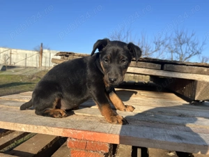 Mascul și femela Jagdterrier jagd terrier  - imagine 4