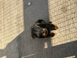 Mascul și femela Jagdterrier jagd terrier  - imagine 2