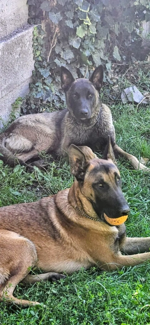 Puiuti Malinois cautam familie iubitoare - imagine 2