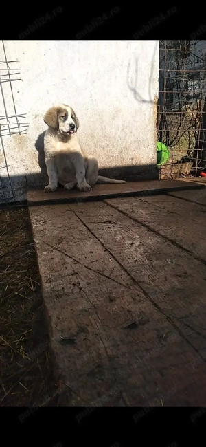 mascul.ciobanesc  - imagine 2