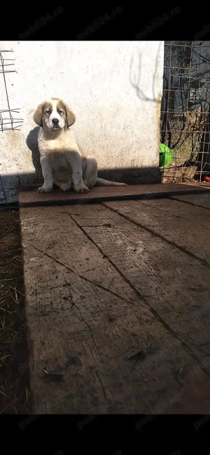 mascul.ciobanesc  - imagine 3