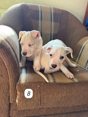 Pui Amstaff american  - imagine 2