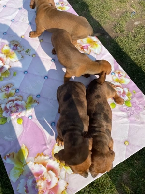 catelusi teckel arlechin  - imagine 5