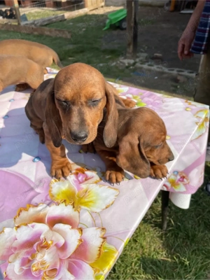 catelusi teckel arlechin  - imagine 2