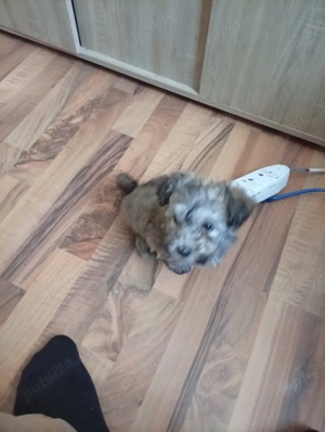 catel de vanzare  - imagine 3