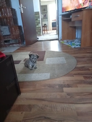 catel de vanzare  - imagine 2