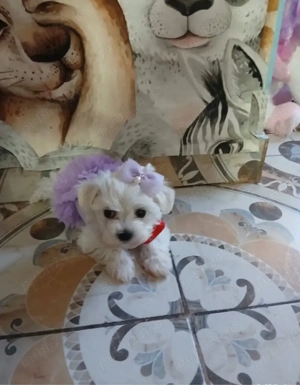 bichon maltesse alb pufos