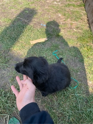 teckel normal si teckel sarmos 