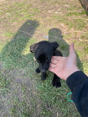 teckel normal si teckel sarmos  - imagine 3