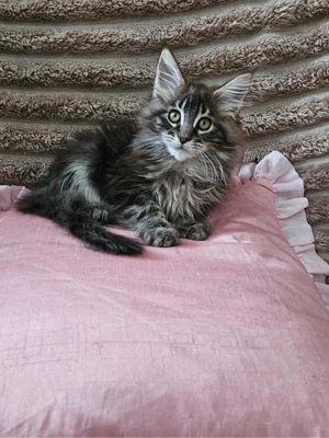Maine Coon puiuti  - imagine 3