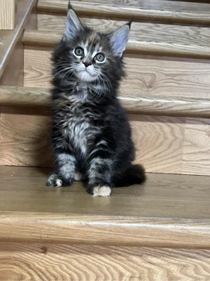 Maine Coon puiuti  - imagine 2